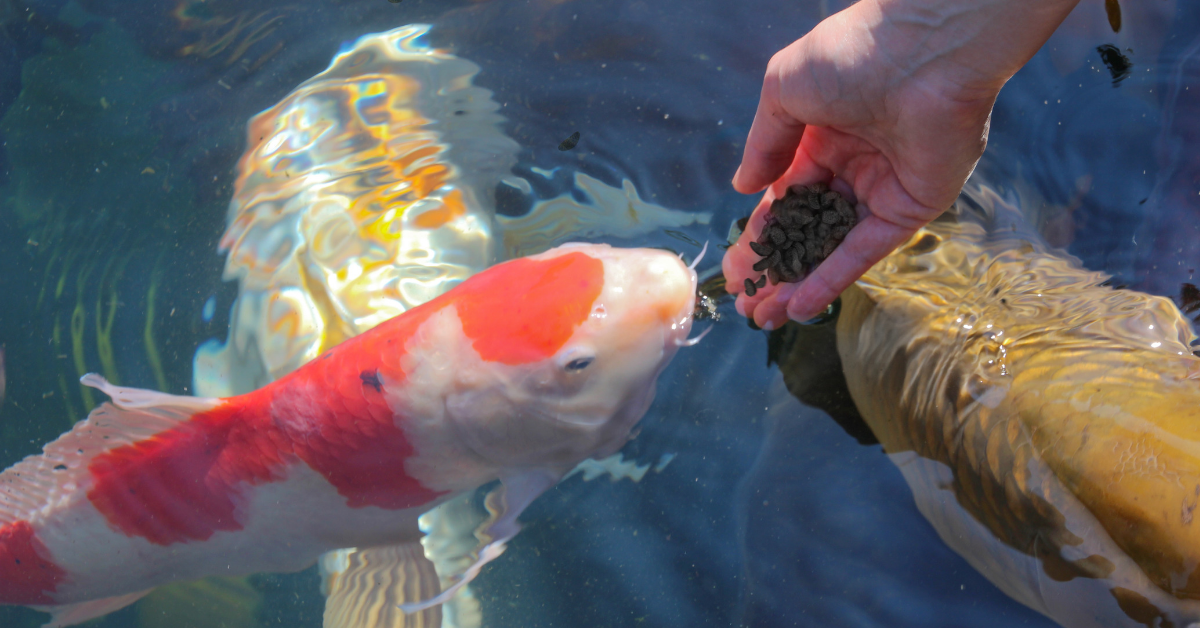 Feeding koi shop